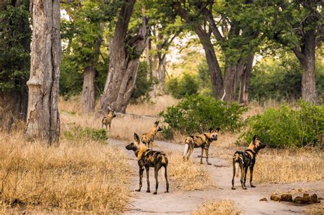 Moremi Game Reserve Botswana Wild Safari Guide