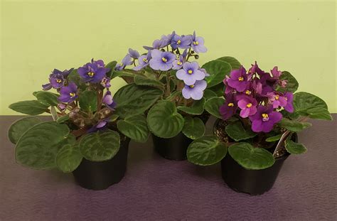 African Violet Plant in Philadelphia, PA | Philadelphia Flower Market