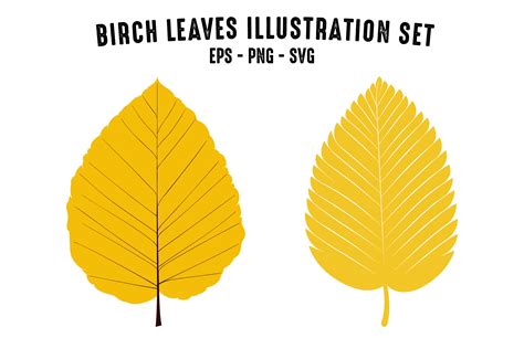 Birch Leaves Vector Set Free Graphic By Gfxexpertteam · Creative Fabrica