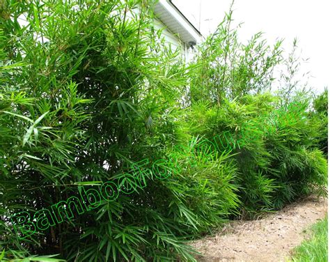 Will grow taller than its specified height with no lower leaves when grown in a canopy. Bambusa textilis RG Dwarf | Bamboo Plants And Photos At ...