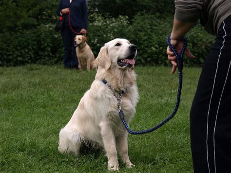 Do you want to be a dog trainer? Advanced Dog Training | Dog Training