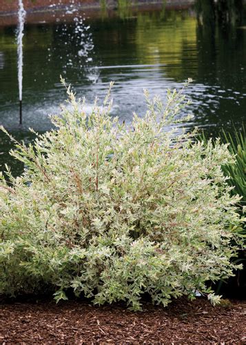 Växande dappled pilgryn har löv som. Flamingo Willow • Kiwi Nurseries Ltd