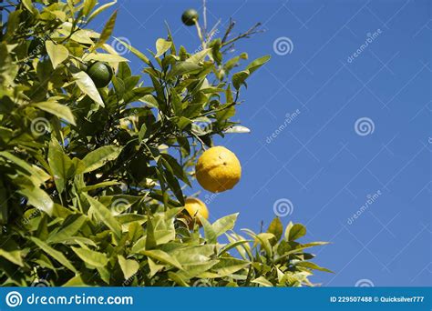 A Lemon Tree In The Italian Town Of Limone Lombardy In Italy Stock