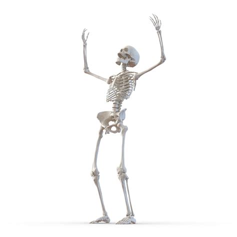 Human Female Skeleton Rigged 3d Model 3d Model 169 Max Free3d