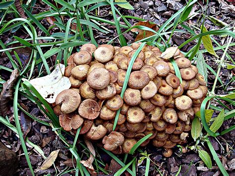 Clump Of Mushrooms Hdrish Twu Botanical Gardens Denton C Flickr