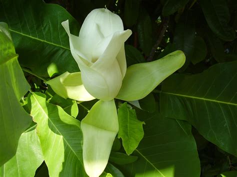 Big Leaf Magnolia The Intown Hawk