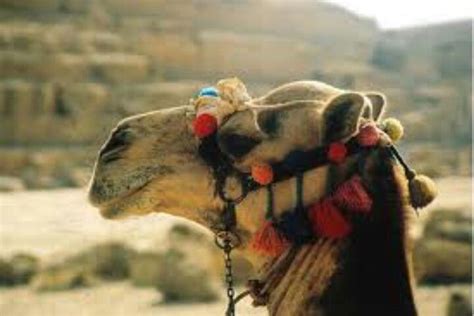 When running, a camel can reach a speed up to 40 mph in short bursts, 25 mph for longer periods they can reach trees and limbs that are up to 11' high. Pin on Egyptian Camels
