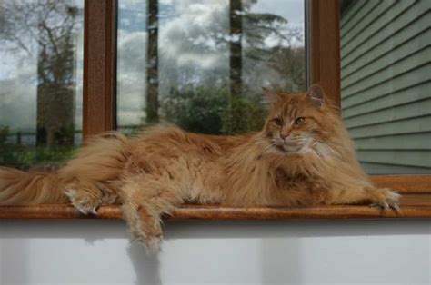Maine coons are the largest domestic breed. How Much Does A Maine Coon Weigh? • The Pets KB