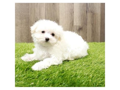 Maltese Dog Female White 3932242 Petland St Louis And Fenton Missouri