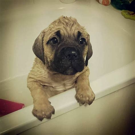 As puppies there are none cuter then the mastiff. Bull Mastiff Puppies, Puppies Photos, Dog Photos, Dog Breeds