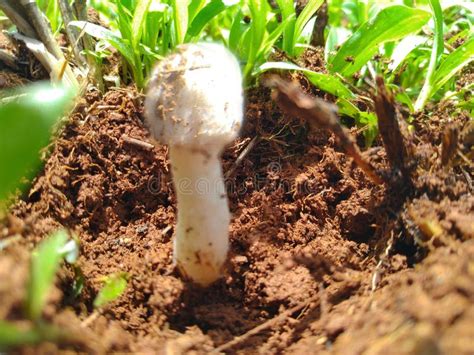 Mushroom Stock Photo Image Of White Edibles Mushroom 151323754