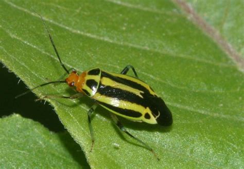 You could also wipe down the plant before spraying it so you get rid. Tiny Bug Packs a Big Bite | Plant bugs, Garden insects ...