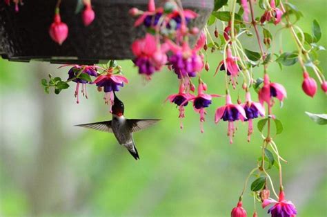 Potted Flowers And Plants That Attract Hummingbirds Birds And Blooms
