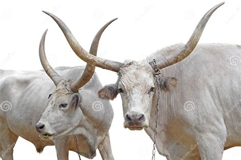 Big White Bull With Horns Stock Image Image Of Portrait 127589209