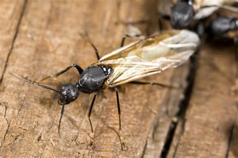 I have red ants, big black ants and i need a safe way to get rid of place box in an area where ants cause problems, but away from children and pets. Swarming Insect Control Tips for Carpenter, Fire Ants ...