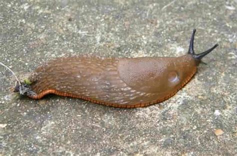 European Black Slug Arion Ater Agg Species Information Page Also