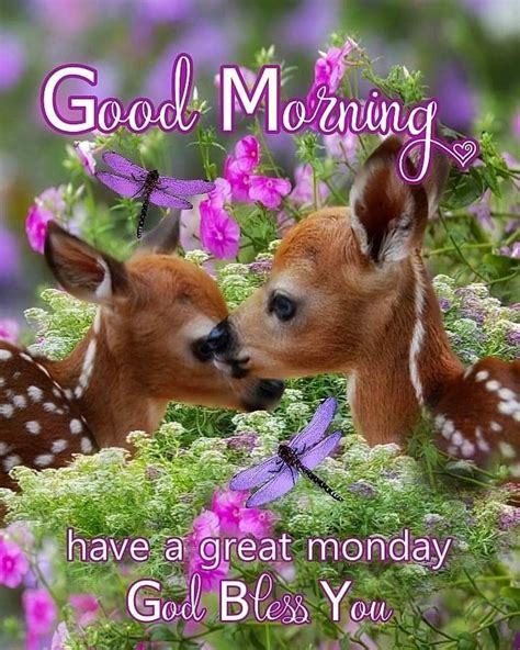 Cute Deer Good Morning Great Monday Pictures Photos And Images For