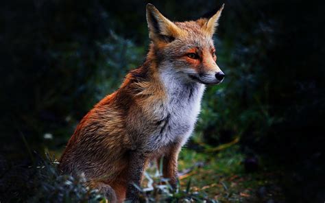 Check spelling or type a new query. Fox HD Wallpaper | Background Image | 1920x1200