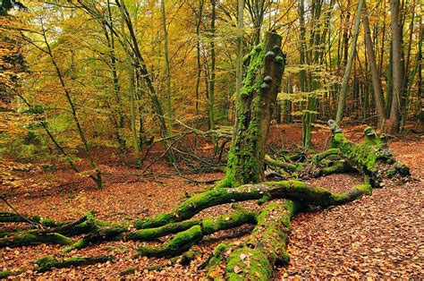 Primeval Beech Forests Of The Carpathians And The Ancient Beech Forests