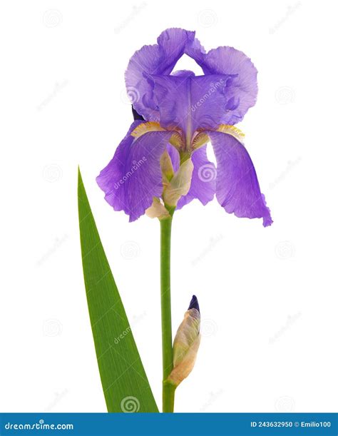 Purple Iris Flower And Buds Isolated On White Background Stock Photo