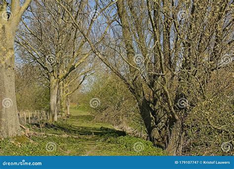 Path Through A Sunny Forest In Scheldt Valley Flanders Stock Image