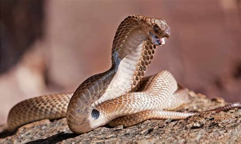 The 10 Largest Cobras In The World A Z Animals