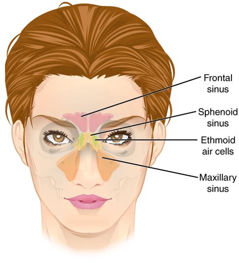 Ethmoid Sinus Wikipedia