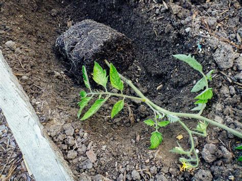How To Plant Tomatoes In A Trench A Gardeners Trick For Tall Plants 2