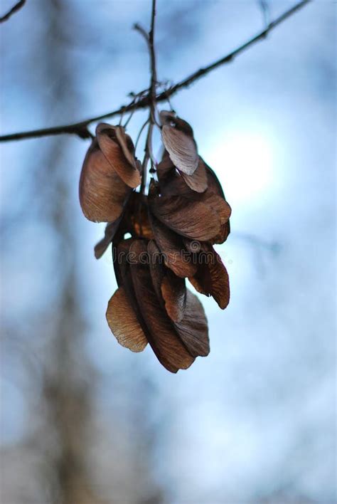 Maple Seed Stock Image Image Of Spring Soap Backlit 264197275