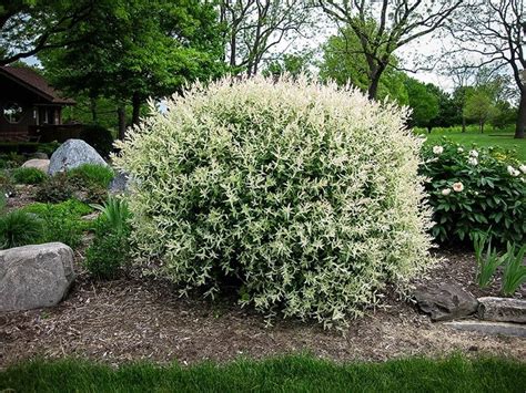 When grown as a privacy hedge, the tri color willow succeeds because of its fast growth and width. Tri Color Dappled Willow | Dappled willow, Willow bush ...