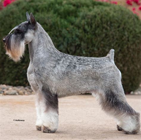 Erstklassig Standard Schnauzers In New Mexico Standard Schnauzer