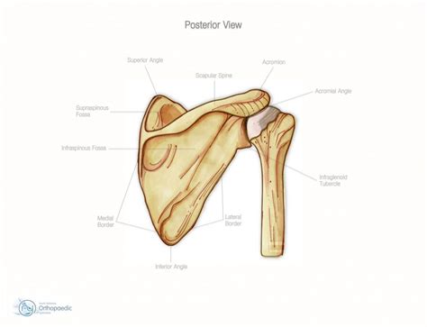 The top of the humerus is shaped like a ball. Posterior Shoulder Anatomy Diagram | Shoulder bones, Shoulder anatomy, Anatomy bones