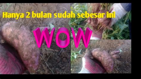 Rebus semua bahan di atas, saring, lalu didihkan kembali. Panen ubi jalar-Budidaya ubi jalar - YouTube