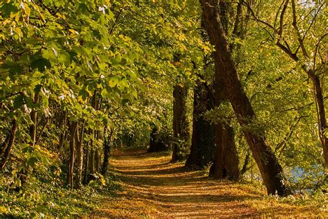 Pathway Middle Forest Forest Path Autumn Nature Trees Landscape