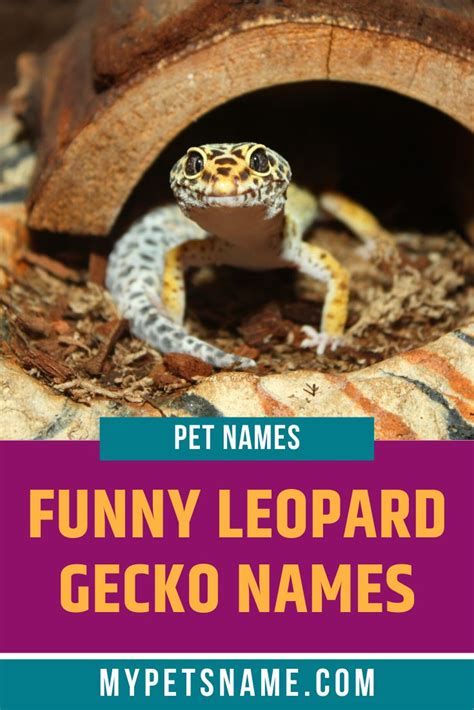 Funny Leopard Gecko Names Leopard Gecko Pet Lizards Gecko
