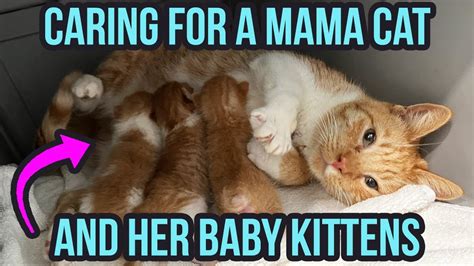 How To Care For A Mama Cat Kittens Top Tips Housepetscare Com