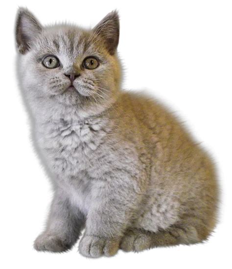 Collection Of Kitten Png Pluspng