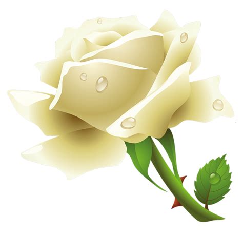 White Rose Clipart Png Free Download