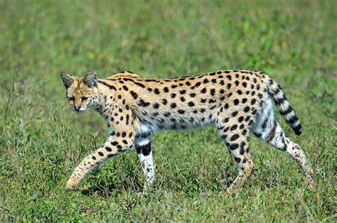 Serval Leptailurus Serval Walking Photograph By Panoramic Images Pixels