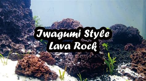 Using driftwood in your aquascape helps in creating a replica of the natural environment where the fish are found in the wild. Aquascape Iwagumi Style With Lava Rock - YouTube