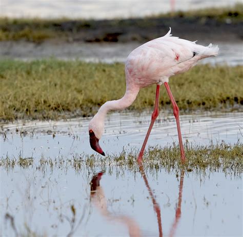 Lesser Flamingo (Phoeniconaias minor) | Photographed in Tanz… | Flickr
