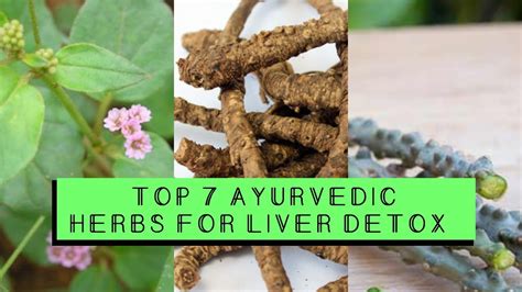 Top 7 Ayurvedic Herbs For Liver Detox And Repair Youtube