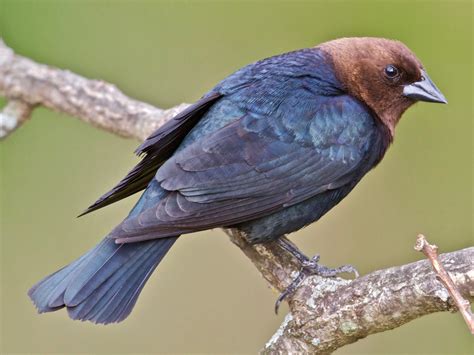 20 Brown Birds In Florida With Photos Sonoma Birding