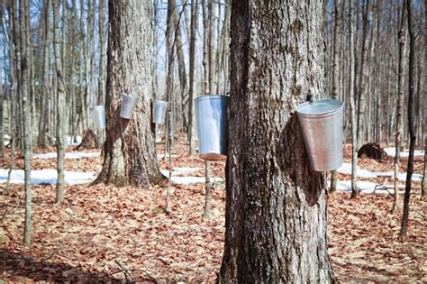 How To Make Homemade Maple Syrup Tapping Your Maple Trees Our Heritage Of Health