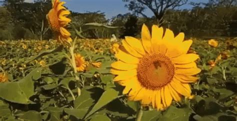 Diunggah pada senin, 13 agustus 2018. Kebun Bunga GIF - Kebun Bunga Matahari - Discover & Share GIFs