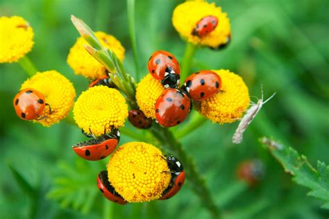 Voici Des Insectes Utiles Pour Votre Jardin Et Comment Les Attirer