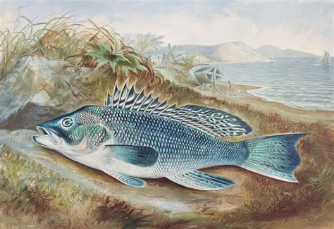 Sea Bass Chromolithograph 1879 Samuel Free Photo Illustration
