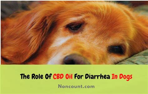 The Role Of Cbd Oil For Diarrhea In Dogs