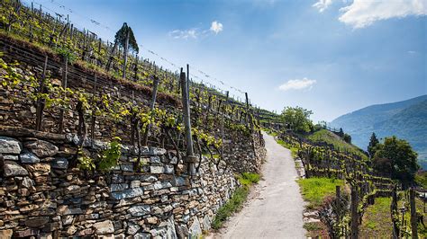 Wie eine unangenehme steißbeinfistel behandelt werden kann, wie du selbst die schmerzen lindern kannst und wie du ihr in zukunft effektiv vorbeugst! Wachau | Österreich Wein