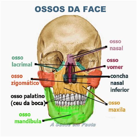 Ossos Da Face E Do Crânio
